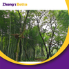 Bettaplay Outdoor Adventure Park High Rope Course